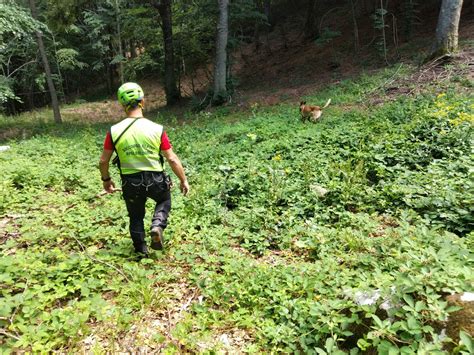 Cercatore Di Funghi Di Anni Ferito Nel Bosco Tratto In Salvo Dal