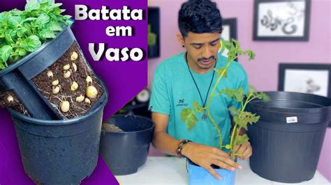 Como Plantar Batata Em Vaso F Cil E R Pido Youtube