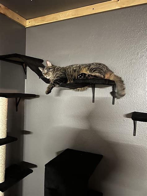 Cat Tree Climber Shelves Pcs Wood Wall Mounted Cat Climber Set