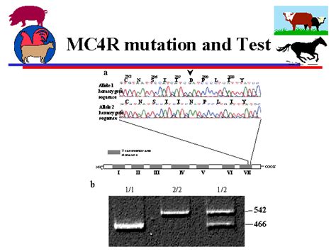 Mc4r Mutation And Test