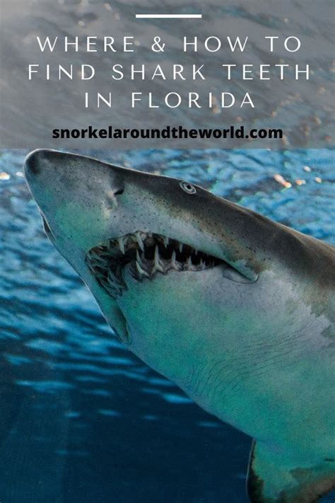 Where And How To Find Shark Teeth In Florida Snorkel Around The