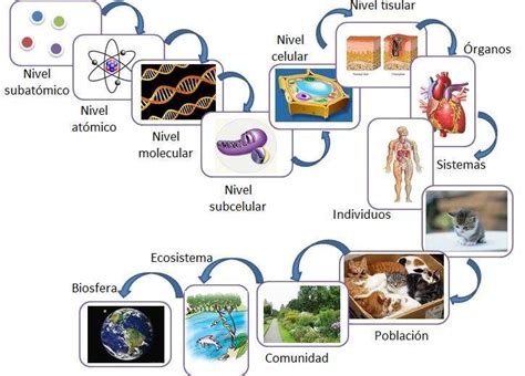 Niveles De Organizaci N Y Complejidad De Los Seres Vivos