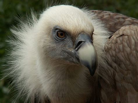 Griffon Vulture Head Griffon Head Eye Birds Colors Animals Hd