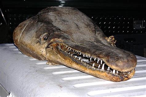 Paranormal And Strange World: Alligator Gar Or Gator Gar(Atractosteus spatula)