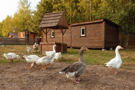 Aferma - глэмпинг в Подмосковье у реки в лесу