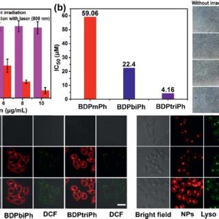 A In Vivo Fluorescence Imaging Of Nude Mice With The BDPmPh BDPbiPh