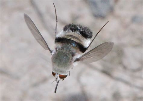 Black And Greytrue Bee Fly Meomyia Sericans