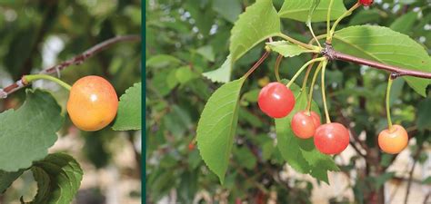 Montmorency Cherry Johnsons Nursery Kb