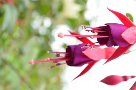 Wallpaper Flowers Red Rose Blossom Pink Nepal Fuchsia Leaf