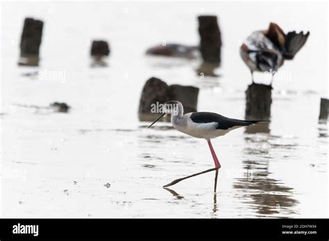 Spoonbill Bird Walking On Wet Beach Day Finding Food Stock Photo Alamy