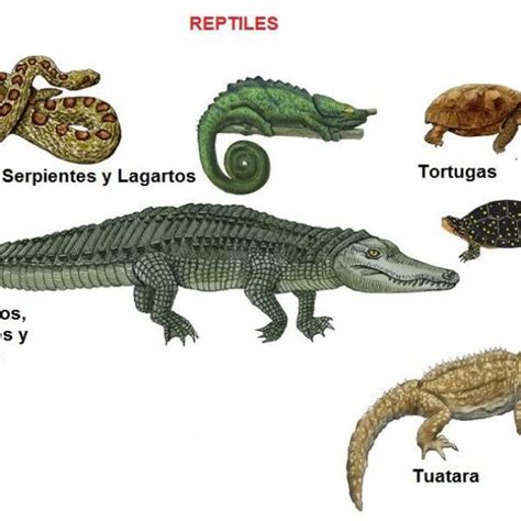 Reptiles Definici N Y Ejemplos De Especies