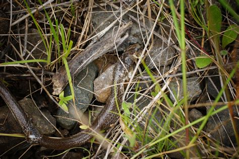 Australian Elapids Inc Sea Snakes From Riddells Creek Vic