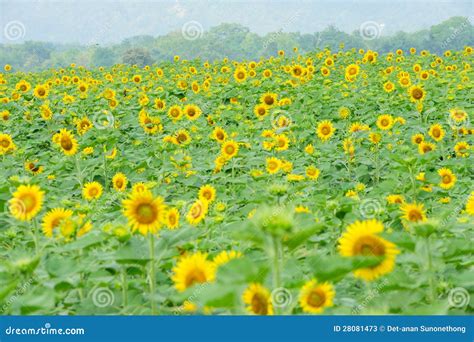 Sunflower garden stock image. Image of outdoor, park - 28081473