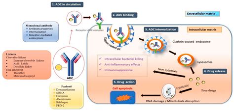 Antibodydrug Conjugates For Non Oncological Applications