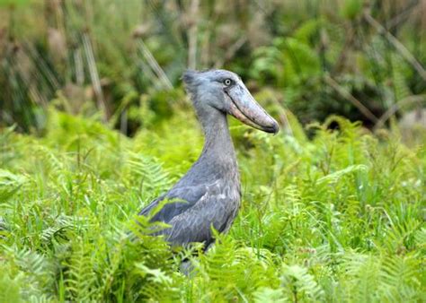 Shoe Billed Stork Stock Photos Pictures And Royalty Free Images Istock