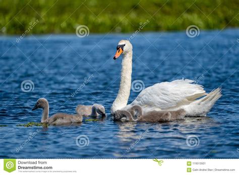 Familia Y Pollos Del Cisne Blancos Del Cisne En El Delta De Danubio