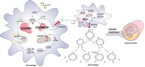 Macrophage Derived Gsdmd Plays An Essential Role In Atherosclerosis And