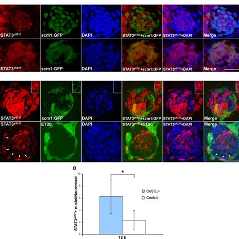 Phosphorylation And Nuclear Import Of Stat Protein Were Detected In