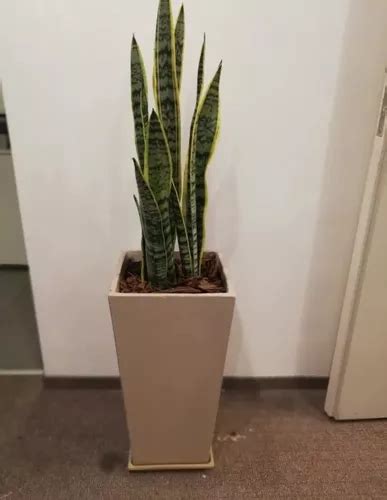 Planta Espada De San Jorge Sansevieria Maceta Rotomoldeo En Venta En