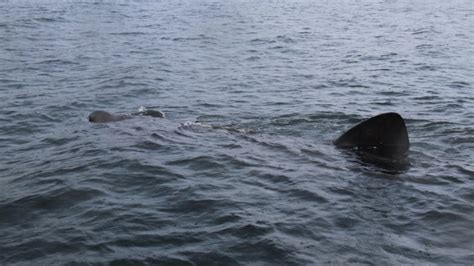 Sighting Of Rare Giant Basking Shark In B C Thrills Scientists Cbc News