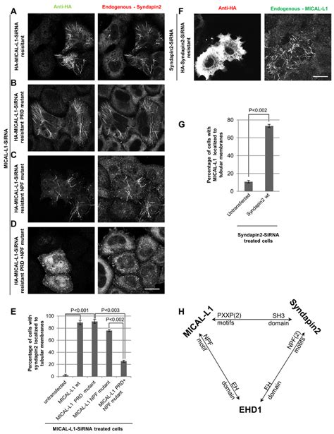 Complex Interactions Between Mical L Synd And Ehd In Tubular