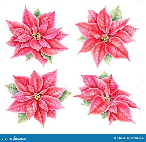 Poinsettia Flowers Set Hand Drawn Watercolor Botanical Illustration