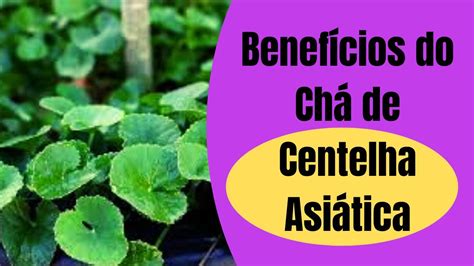 Chá de Centelha Asiática Benefícios da Centelha Asiática Para que