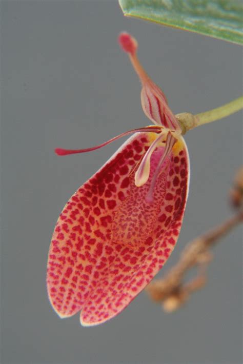 Restrepia Species Wiel Driessen Flickr