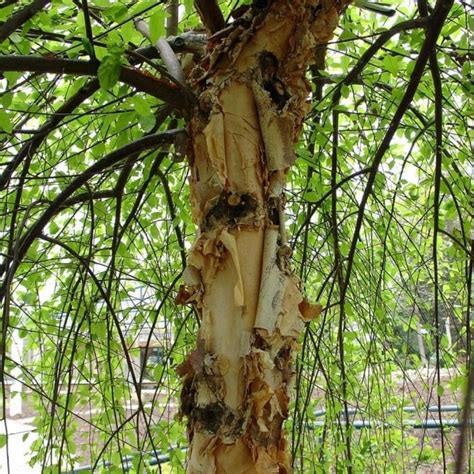 Betula Nigra Summer Cascade Weeping River Birch Trees