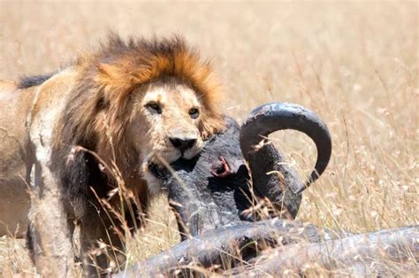 Male lion & his prey — Stock Photo © matejh #14564135