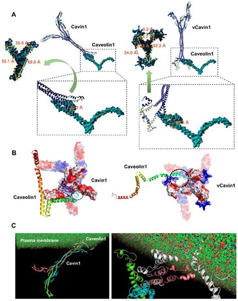 homotrimer cavin interacts  caveolin  facilitate tumor growth