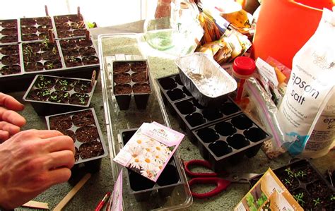 Matricaria Más De 1000 Plantas Y Flores Del Mundo