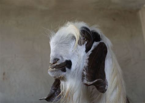 Damascus Goat The Viral Goat Monster You Should Know About
