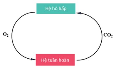 Sơ đồ thể hiện mối quan hệ giữa hệ hô hấp và hệ tuần hoàn