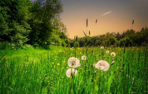 Wallpaper Greens Field Forest The Sky Grass Trees Flowers Glade