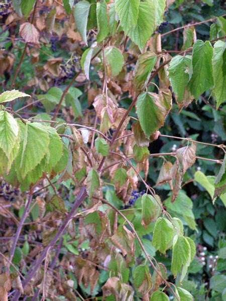 Whats Wrong With My Plant Garden University Of Minnesota Extension