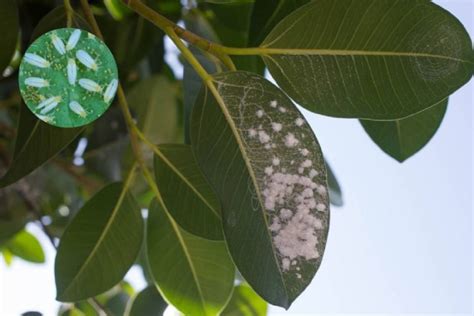 Remedios Casero Para Acabar Con La Mosca Blanca Gastrolab