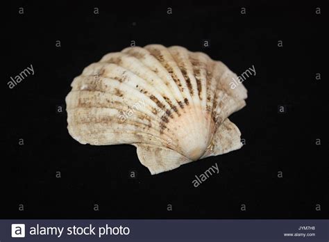 Scallop Shape Hi Res Stock Photography And Images Alamy