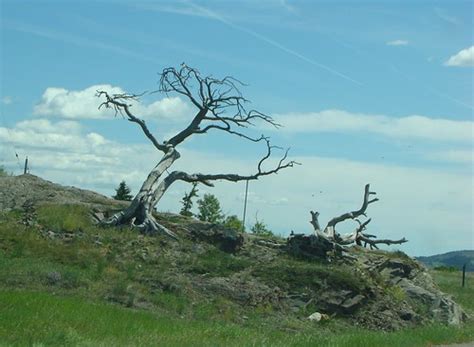 014 Alberta Crowsnest Pass Burmis Tree E And E Flickr