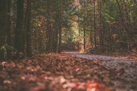 Dark Brown Forest Background Free Stock Photos Download 15218 Free