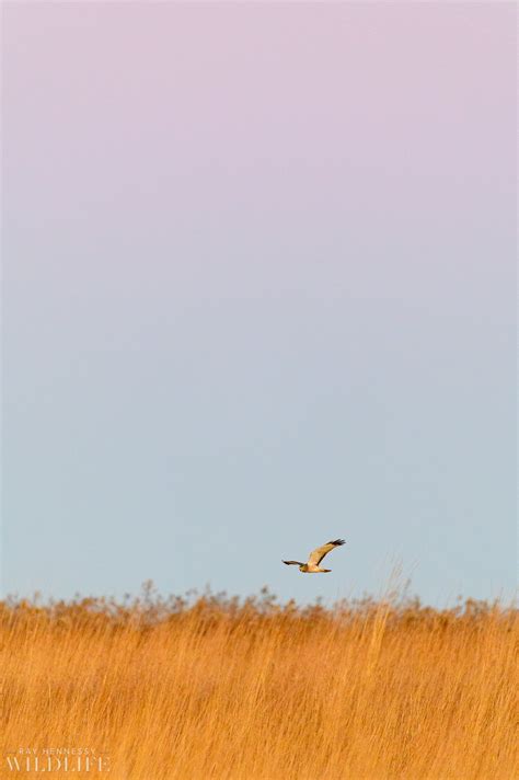 Photographing Northern Harriers - Behind the Scenes — Ray Hennessy Wildlife