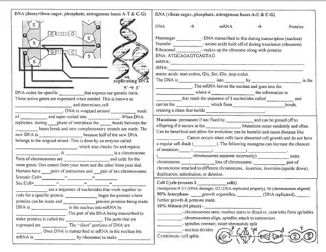 Cellular Processes And Replication Review Part Diagram Quizlet