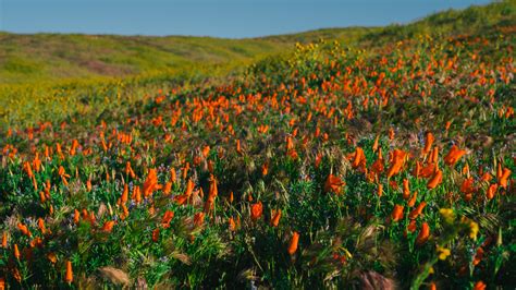 California Super Bloom Has Wildflowers Galore After Heavy Rains - The ...