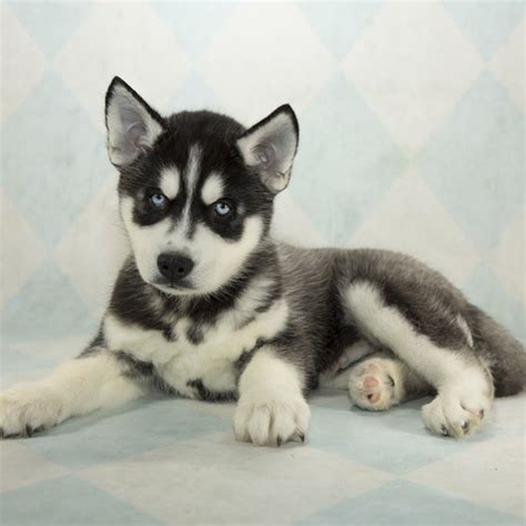 Siberian Husky Puppies For Sale