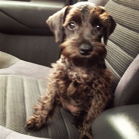 Our Mini Chocolate Schnauzer Cupcake