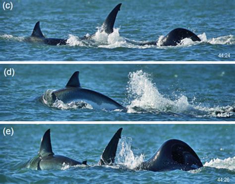 Lone orca filmed killing, eating a great white shark for 1st time ...