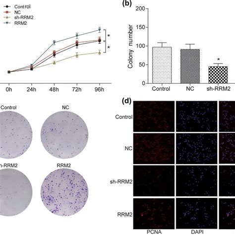 Rrm2 Promoted Proliferation Of Glioblastoma Cells A Od Value In