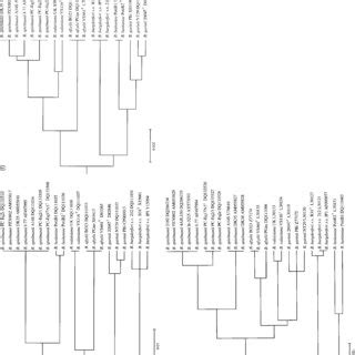 Phylogenetic Analysis Of Borrelia Burgdorferi S L Based On Individual