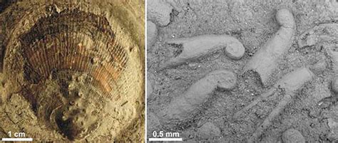 Greenland Fossils Reveal Global Ecosystem Recovery After Mass