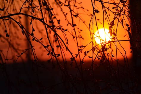 Free Images Tree Nature Branch Light Sky Sun Sunrise Sunset